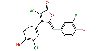 Rubrolide N